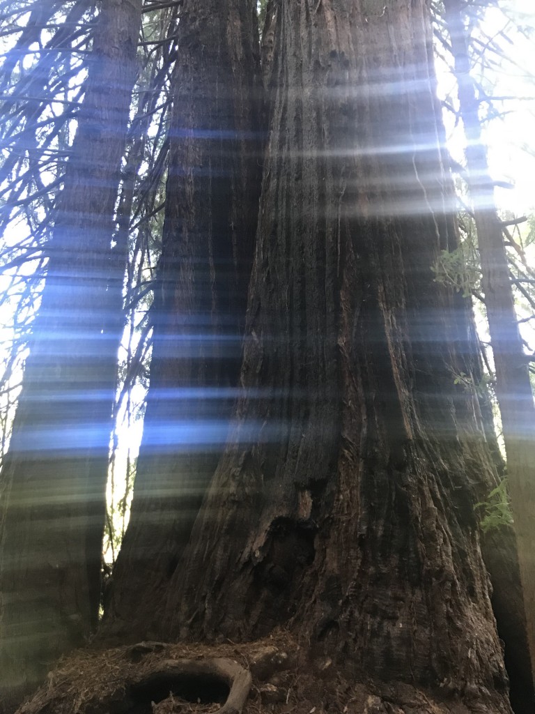 Magical redwood